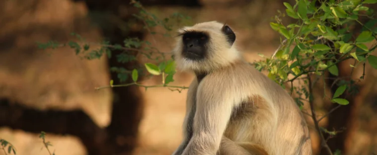 Ecco che cosa pensano gli animali